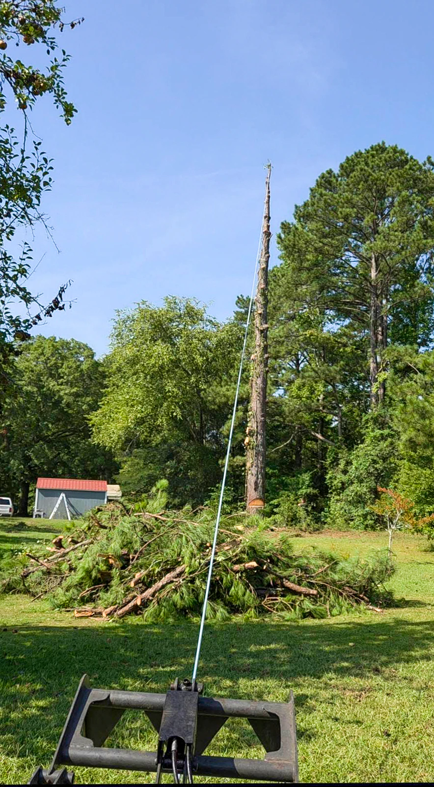 Rigging line attached to a standing trunk during removal