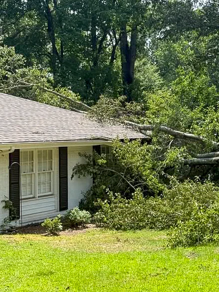 Large fallen tree resting across the roof and yard of a home before removal