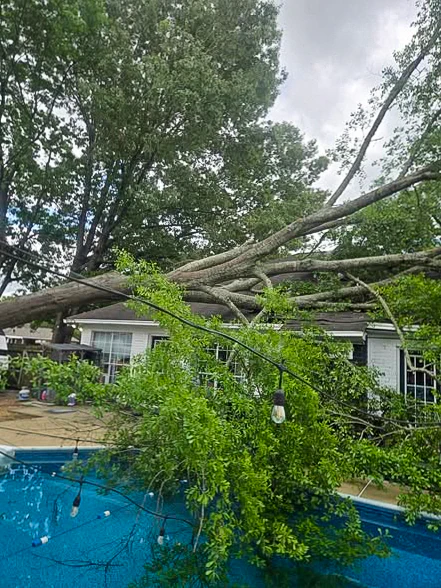Storm-damaged tree lying across a home's roof beside a swimming pool before removal
