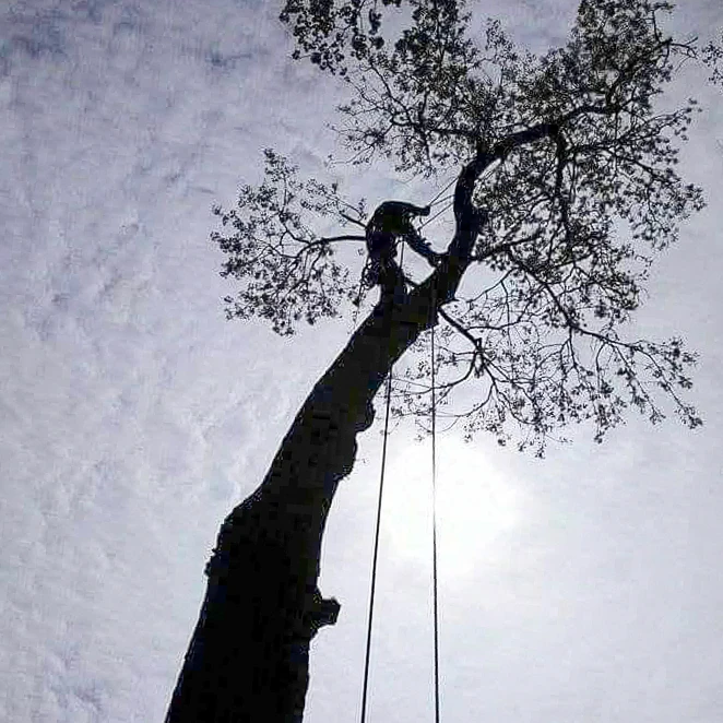 Silhouette of a tree climber working high in a tree