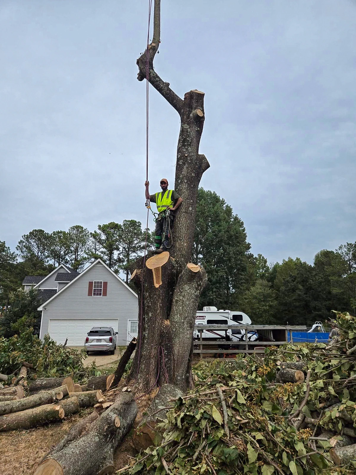 M&M tree climber secured on a large residential tree during removal