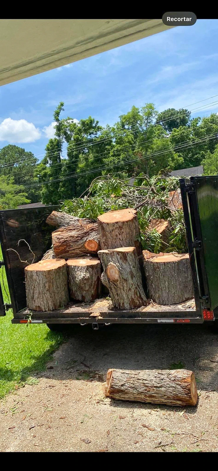 Large cut tree sections loaded into a dump trailer for haul-off