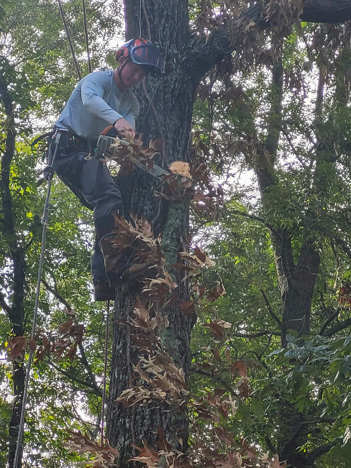 M&M tree climber using a chainsaw while secured by ropes