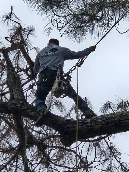 M&M climber secured with ropes while working in a damaged pine